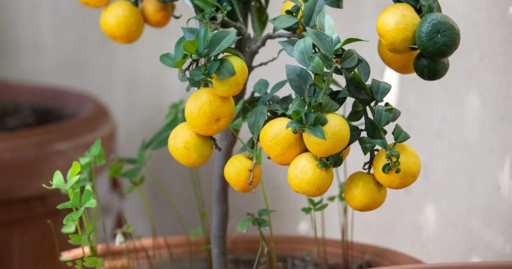 Lemon Tree in Pot