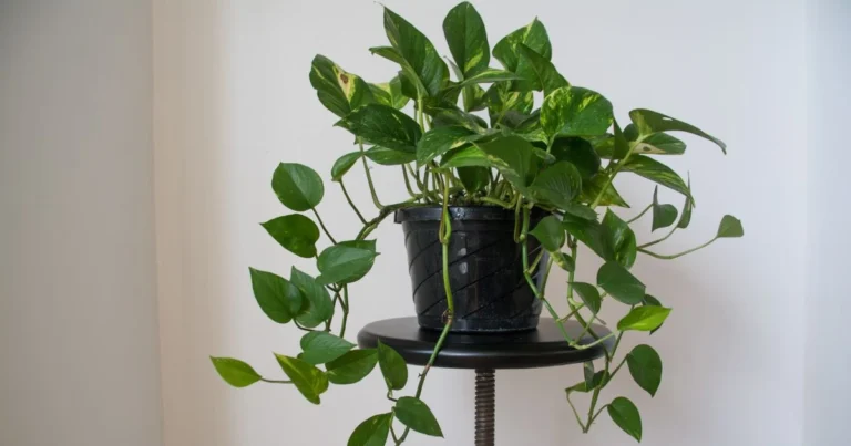 Indoor Vine Plants